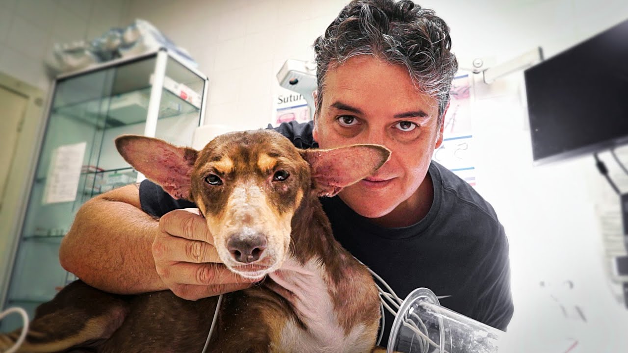 The one thing every dog owner should be doing!