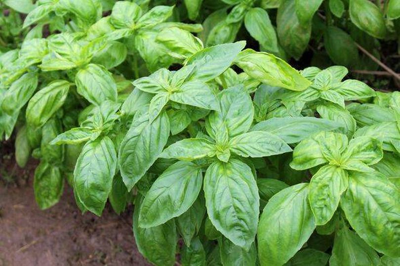 Basil will thrive if you plant it with this common herb, experts say