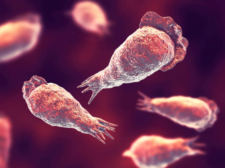Rare brain eating amoeba Naegleria fowleri kills woman: How a tiny amoeba in tap water can kill you and how to stay safe