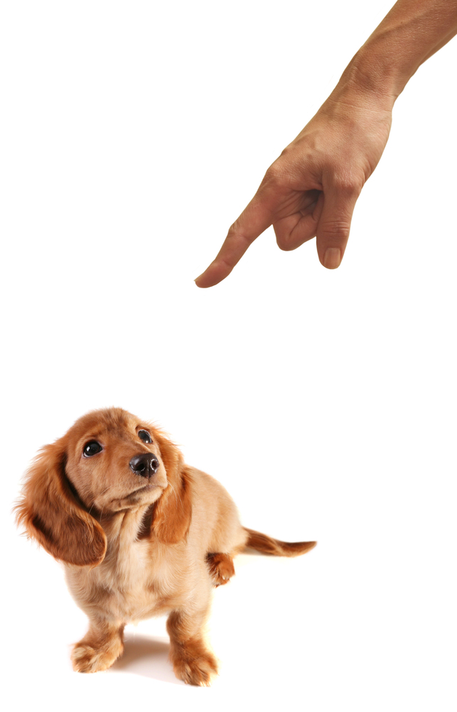 15 Pet Training Tips Every Owner Needs