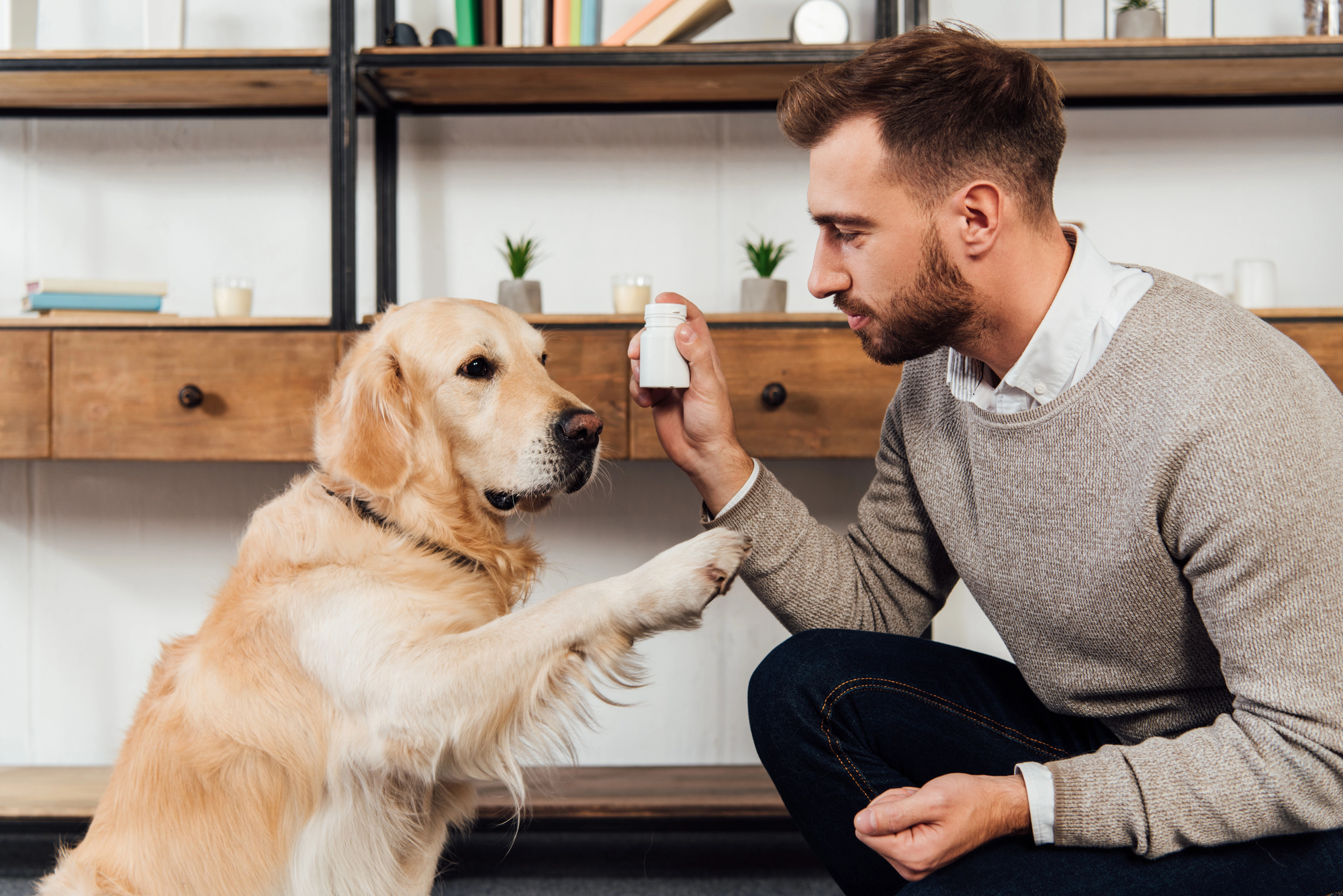 15 Pet Training Tips Every Owner Needs