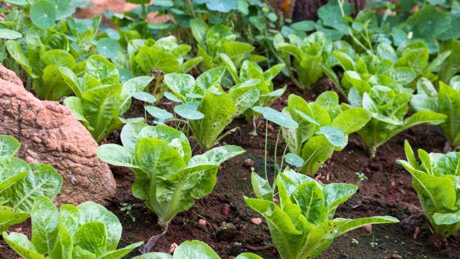 7 Plants You Should Never Grow in a Rock Garden