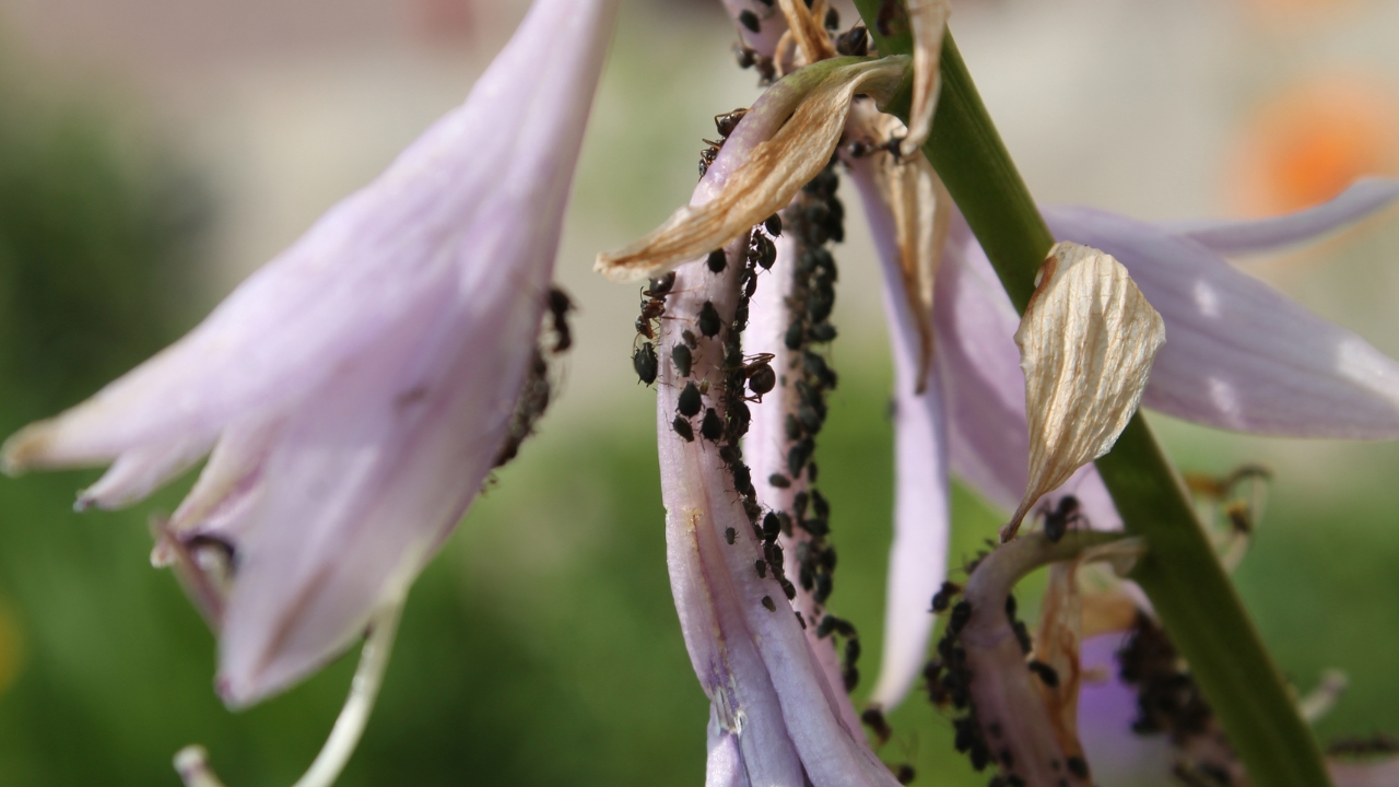 8 Plants in Your Garden That Attract More Bugs Than Bees