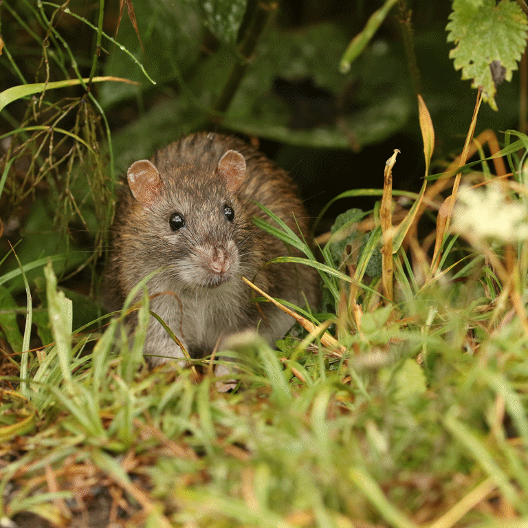 Alan Titchmarsh's top tips for keeping rats out of your garden