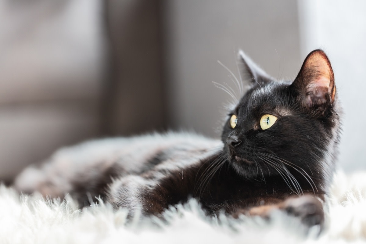 Adult Black Cat's Adorable 'Baby Meow' Is Music to Everybody's Ears