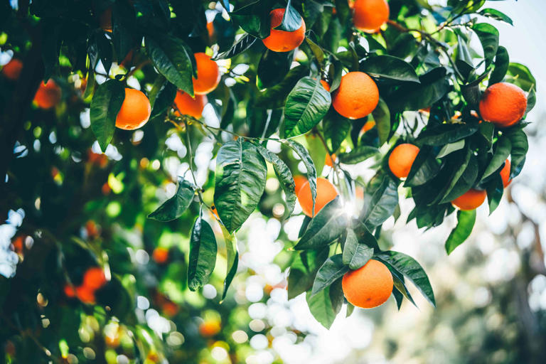 9-fertilizers-that-will-make-your-fruit-trees-thrive-and-produce-more