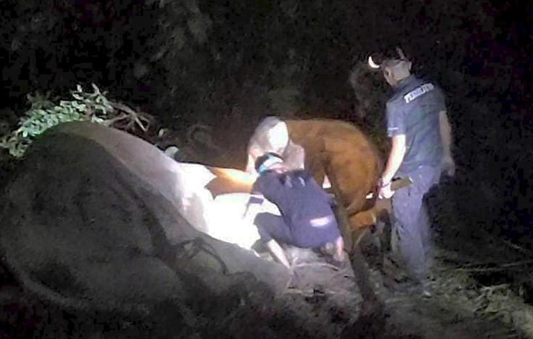 Mother elephant refuses to leave trapped calf at Kemaman plantation as ...