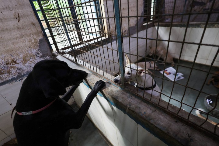 Anjing Dikuliti Hidup-hidup Diduga di Jateng, Sahroni Minta Pelaku Ditangkap