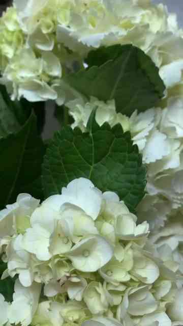 How to Keep Hydrangeas from Wilting Right After Arranging – My Hardest ...