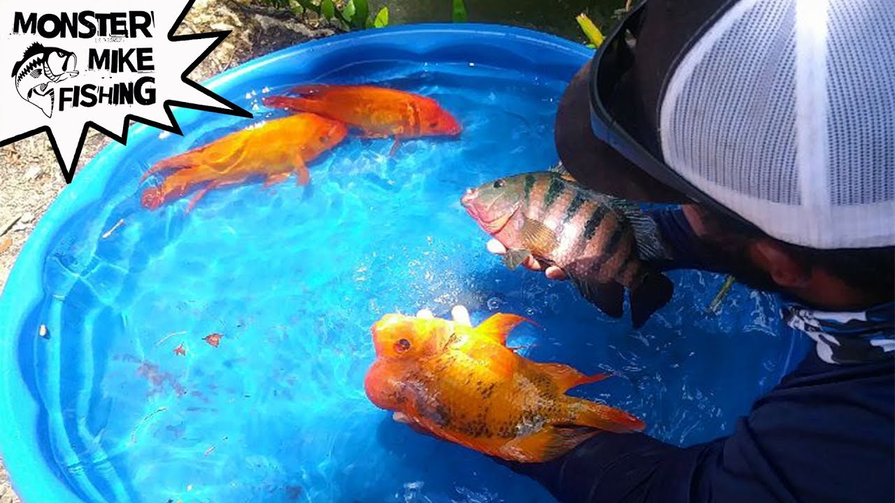 Backyard DIY: Building a Fish Pool Pond from Scratch!