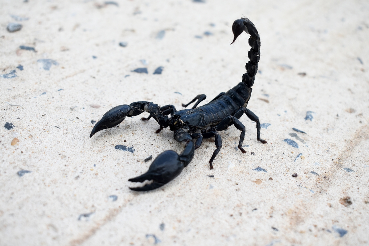 Scorpions en France ces régions où leur présence explose en 2025 — free download