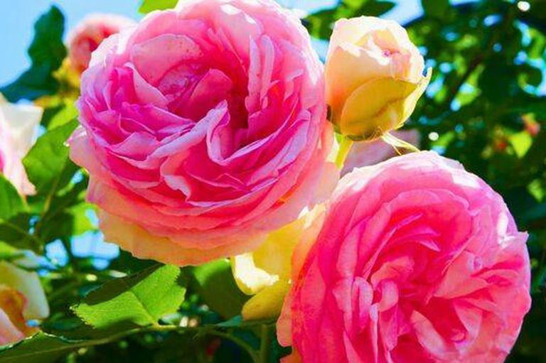 How to care for roses in high temperatures: expert tips beyond watering