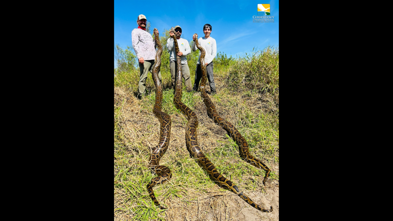 Battle to eradicate invasive pythons in Florida achieves stunning milestone
