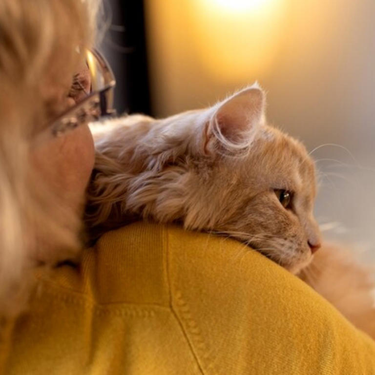 How to take good care of your cat What every responsible cat owner(00)