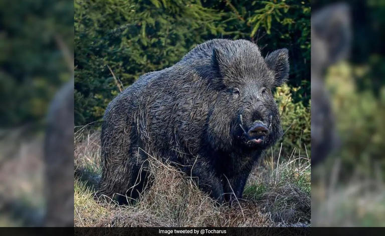 Kerala Seeks To Amend Wildlife Act To Allow Killing Of Animals. Reasons ...