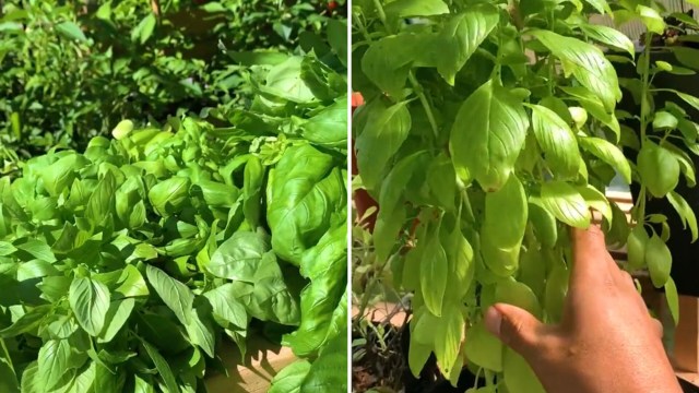 Gardener shares simple tips for growing seemingly endless supply of ...