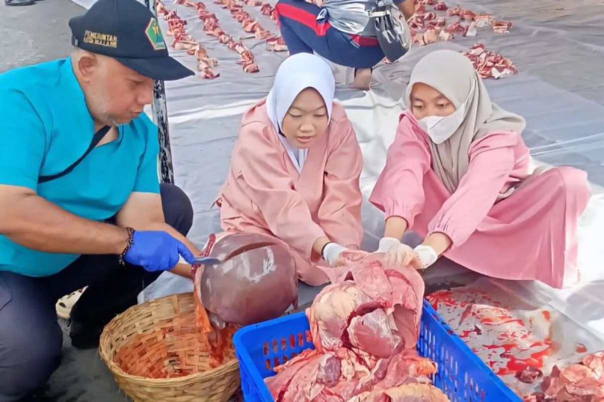 Dispangtan Malang Temukan Cacing Hati Hingga Radang Paru-Paru pada ...