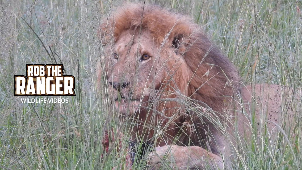 Lone Lion Claims Buffalo in Dawn Feast