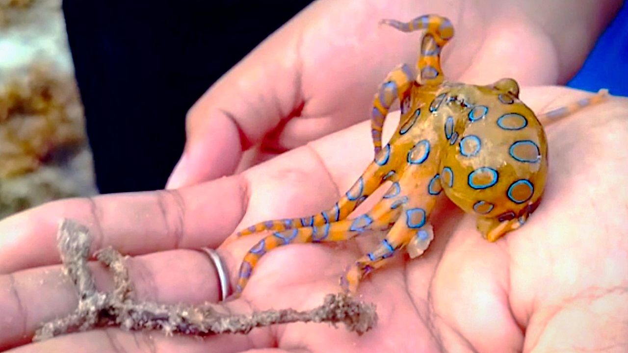 猛毒と知らず」ヒョウモンダコをうっかり手に乗せる | Watch