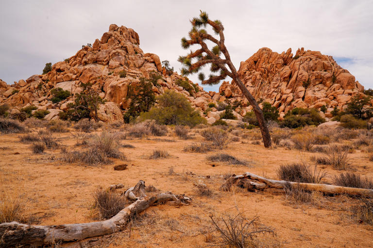 See rocks and trees like you've never seen before at Joshua Tree ...