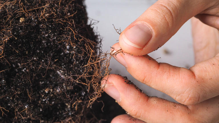 The Best Way To Save Your Beautiful Petunias From Root Rot
