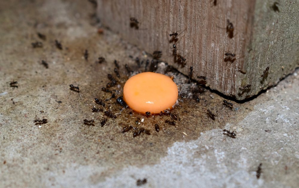 Image Result For An Invasive Ant With A Potentially Deadly Sting Is Spreading In The Us