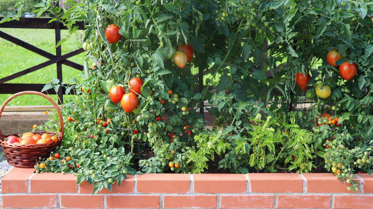 The Pollinator-Magnet Herb That Tomatoes Love Being Planted With In The ...