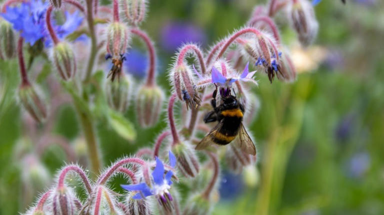 The Pollinator-Magnet Herb That Tomatoes Love Being Planted With In The ...