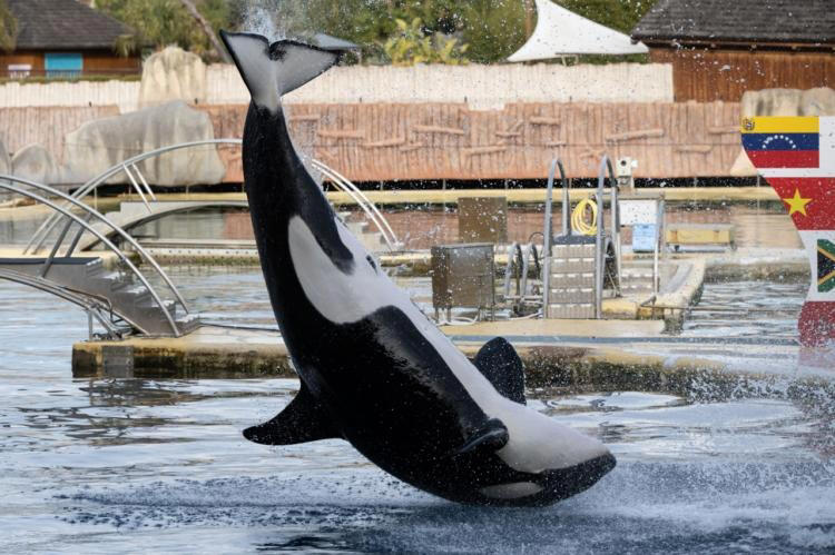Le ton monte autour des orques de Marineland, toujours dans l’impasse