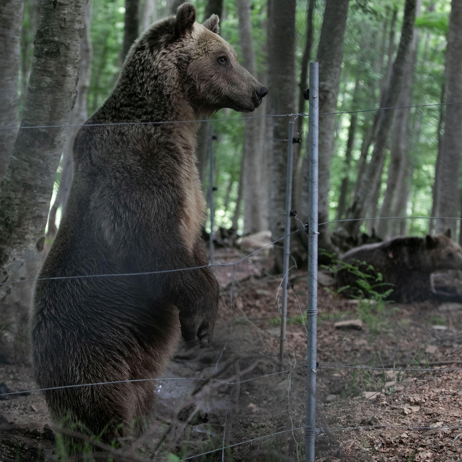 Hiker dies after bear knocks him into 2,600foot ravine