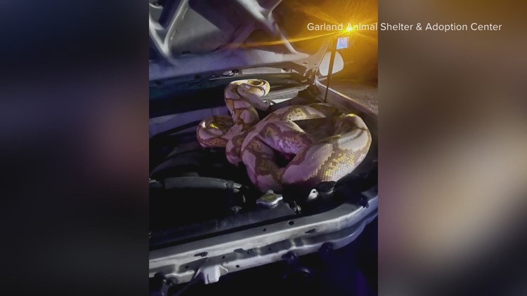 Garland animal control captures 15-foot Python despite 'multiple strike ...