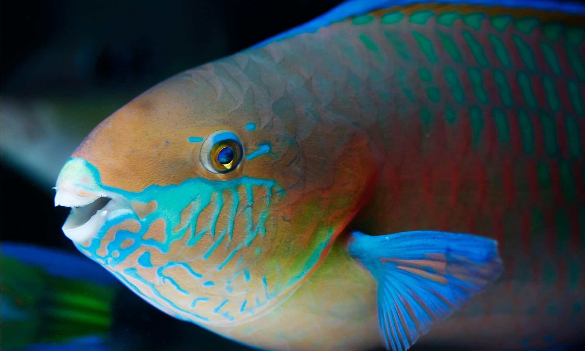 These Are The Fish With The Most Teeth