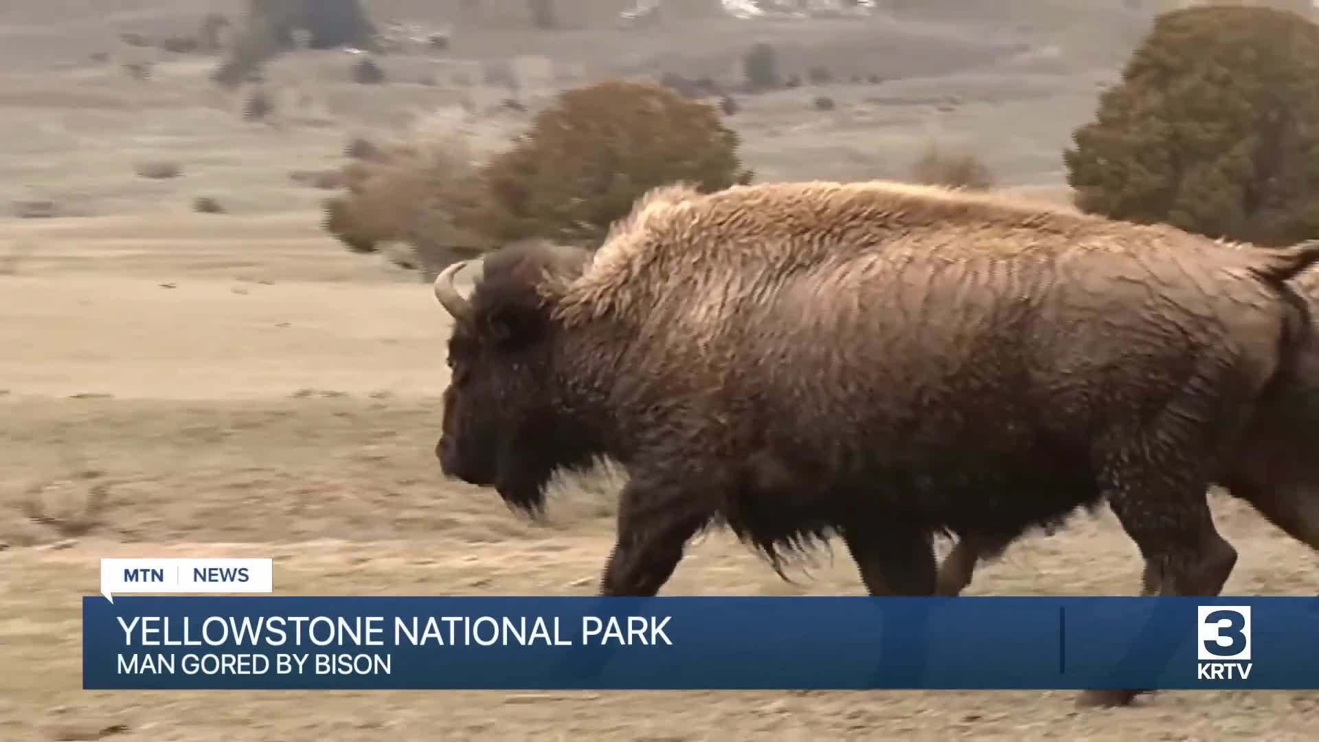 Visitor injured by a bison in Yellowstone National Park(00)