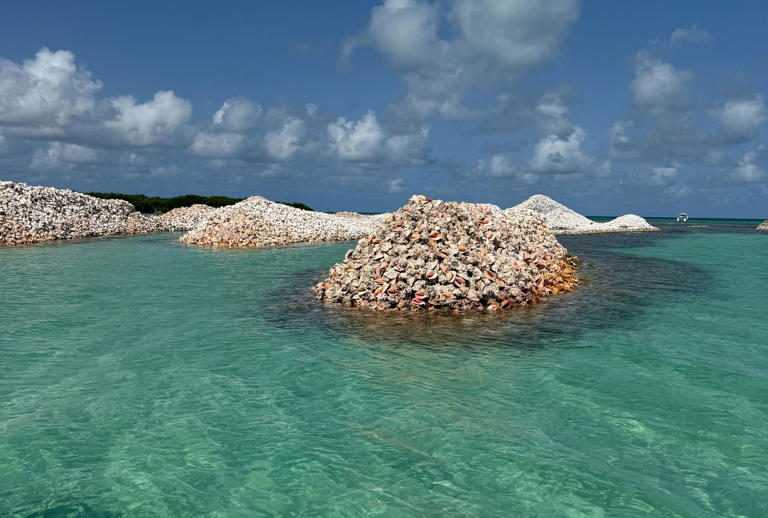The Caribbean's 