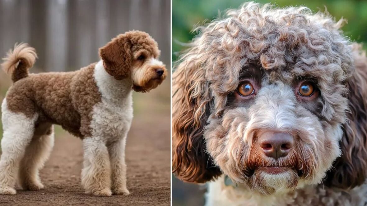 The Secret Weapon of Italian Truffle Hunters: Meet the Extraordinary ...