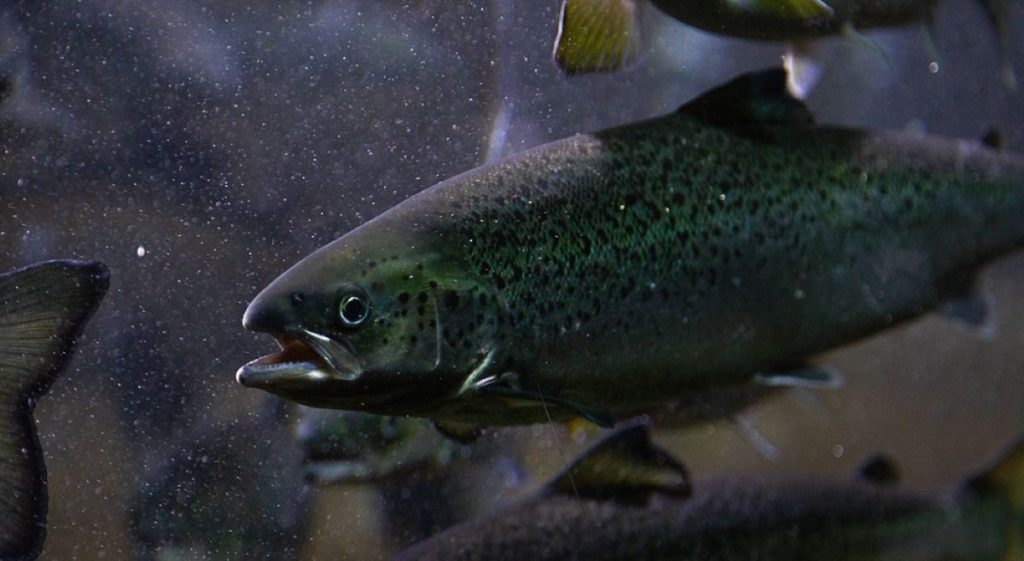 New Study Reveals the Harrowing Pain Fish Feel When Killed