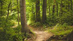 Kawasan Hutan Karawang Kehilangan 1.025 Hektare untuk Industri Baru