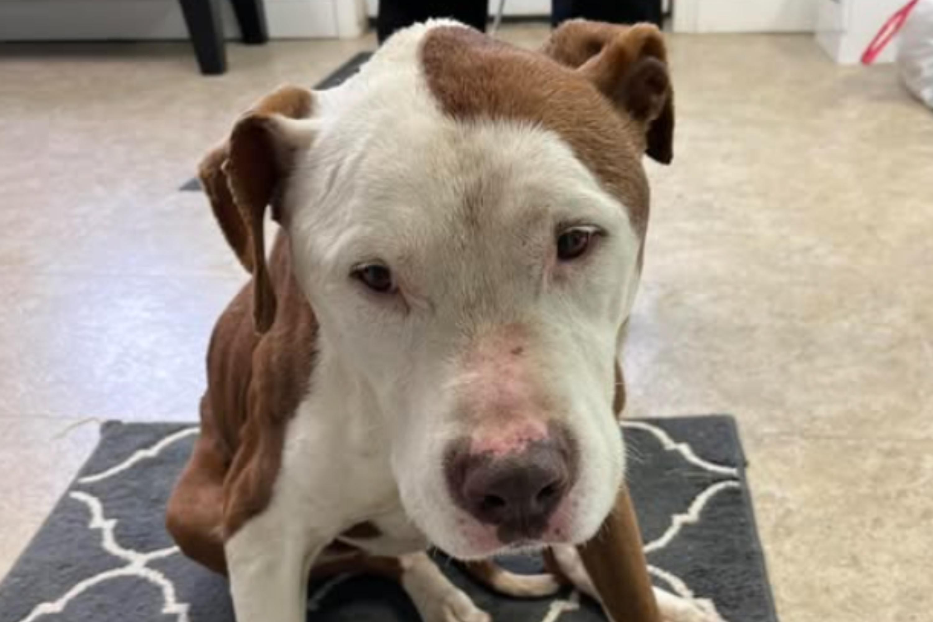 Injured dog found in backyard rushed to shelter——Xrays show brutal injury