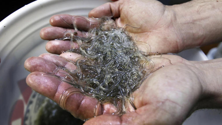 Maine elver fishing license lottery closes Friday