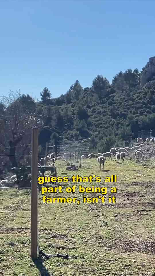 Creating an OLIVE FARM on our OFF-GRID HOMESTEAD