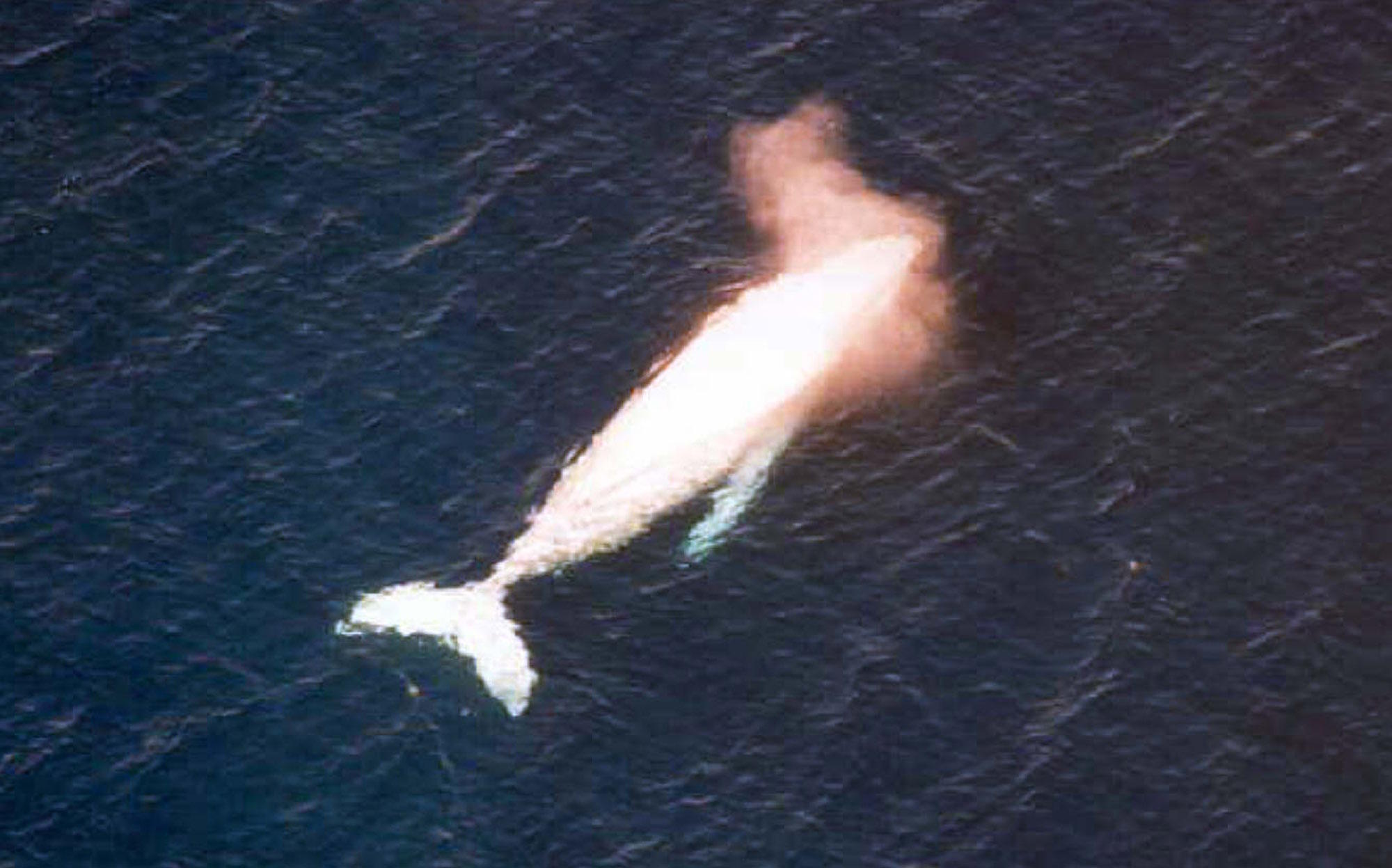 Search for a humpback whale entangled with a rope and a buoy
