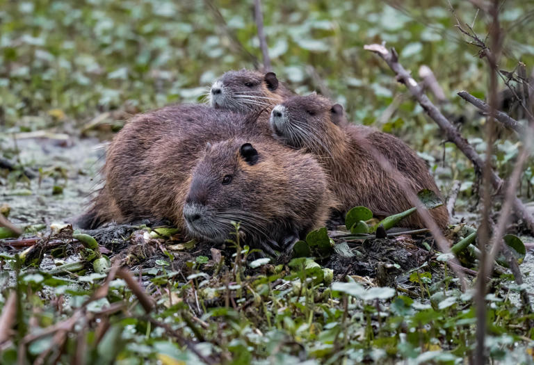 5 Invasive Species Eradication Campaigns