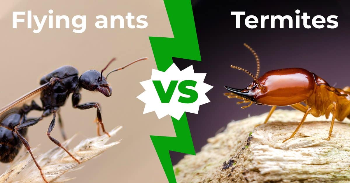 Understanding the Differences: Flying Ants vs. Termites