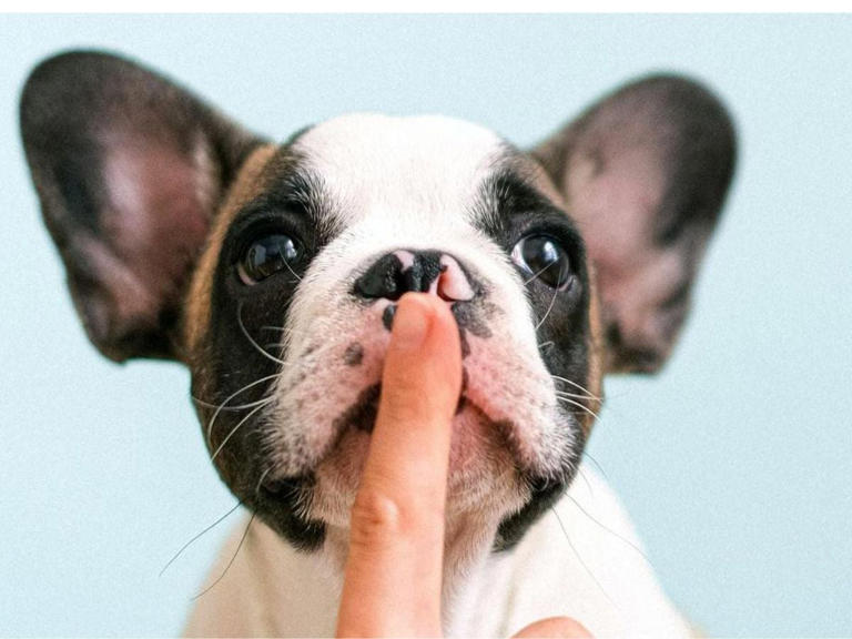 Te explicamos con ciencia qué ven (o huelen) los perros que nosotros no