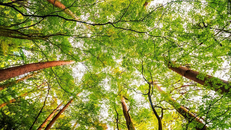 Greenfield planting over 70 trees as part of state’s Cool Corridors program