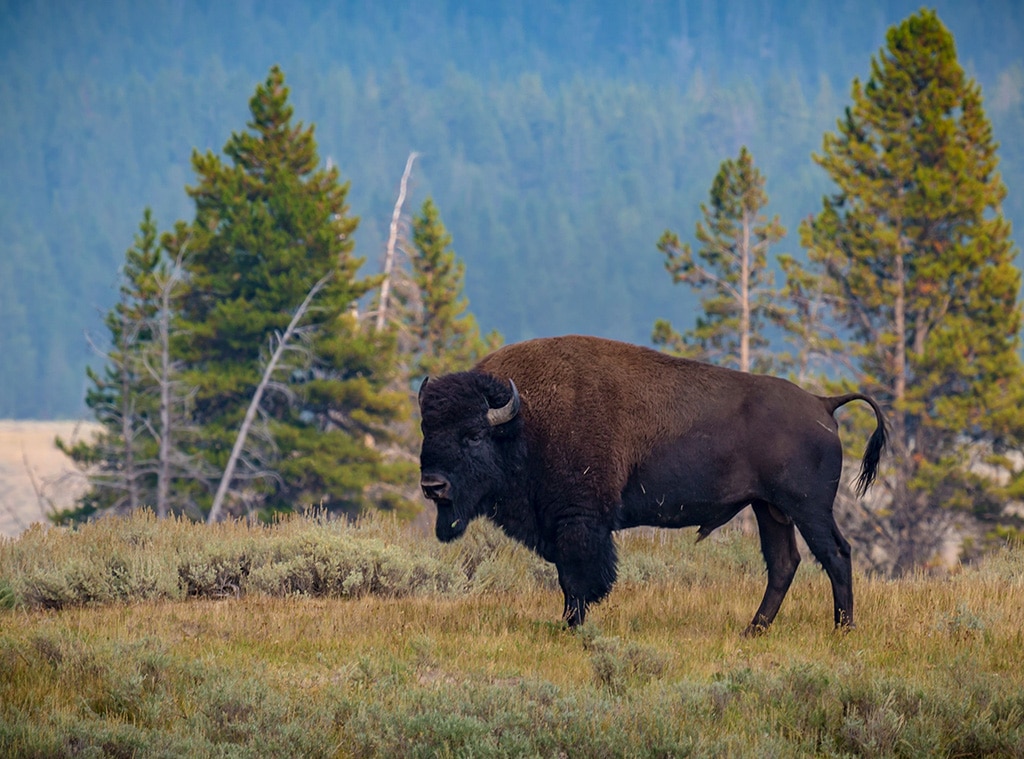 Man Gored by Bison While Visiting Yellowstone National Park