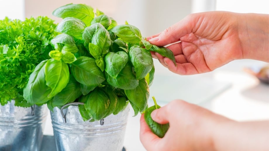 Which Basil Leaves Should I Pick First? 5 Harvesting Tricks to Know