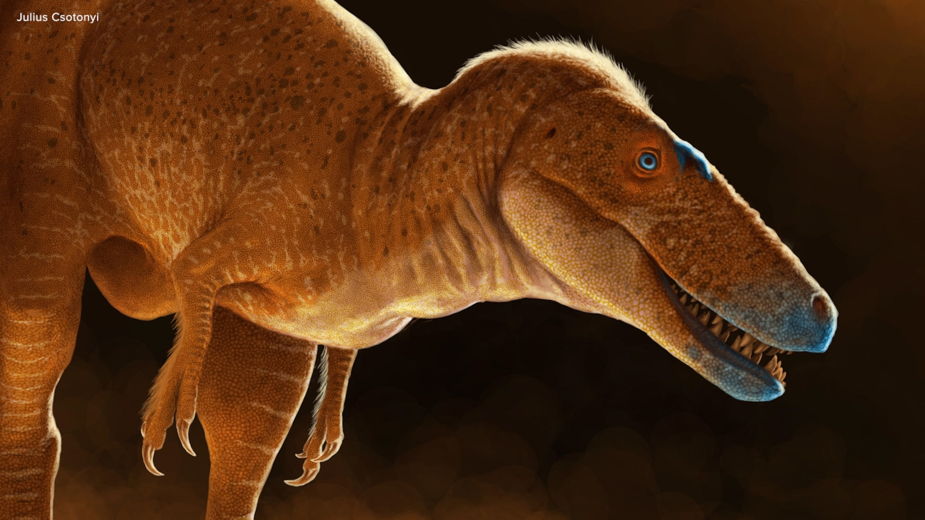 New dinosaur species discovered