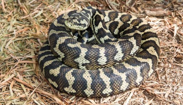 Officials Track Down Endangered Python Species Using Surprising Method