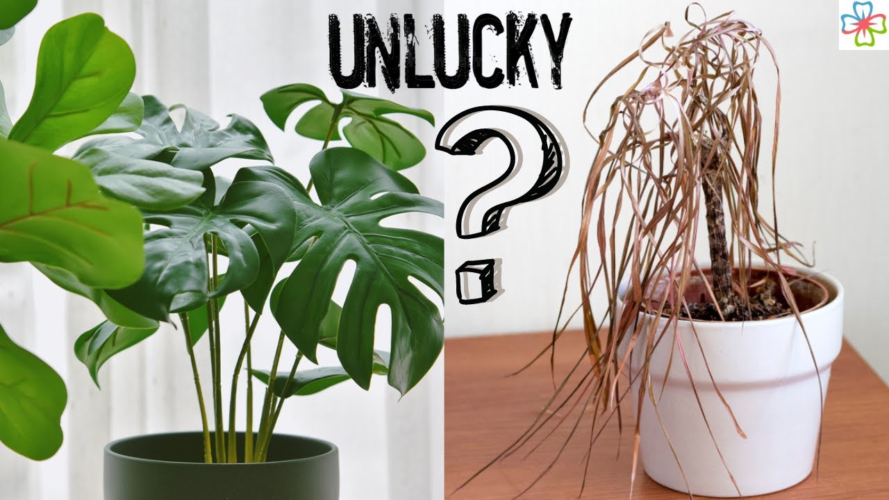 7-unlucky-plants-to-avoid-indoors-plants-that-bring-bad-luck-and-poverty